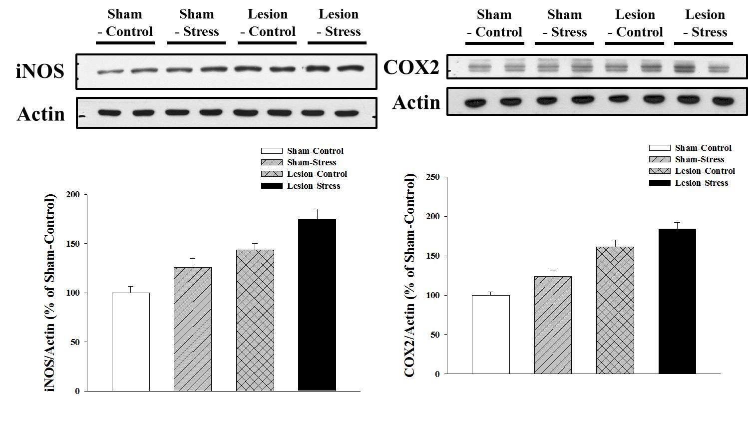 iNOS와 COX2는 만성적 스트레스와 cholinergic lesion 각각의 요인에 의 해 증가함을 보였고 cholinergic input의 결손과 함께 스트레스가 주어지면 이러 한 pro-inflammation marker의 더 큰 증가를 나타냄