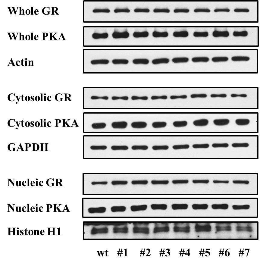 HEK293 cell에서 GR과 PKA clone의 expression 확인