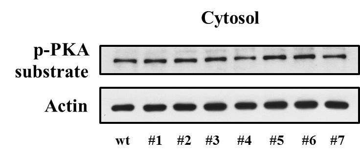 GR과 PKA를 cotransfection 시킨 cell lysate의 cytosol fraction에서 anti-phospho-PKA substrate의 Western blot