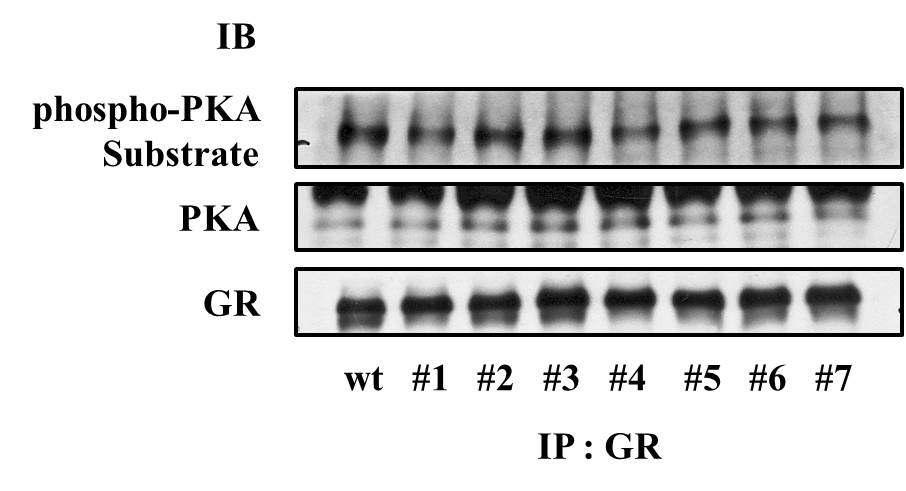 Cytosol transfectant를 GR로 IP 한 후 p-PKA substrate와 GR, PKA의 발현 정도 를 IB를 통해 확인