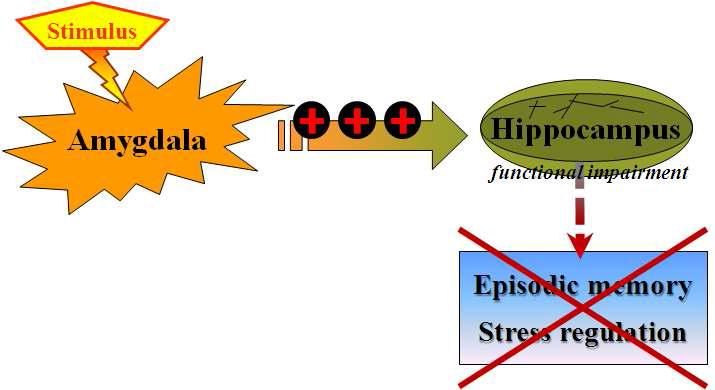 편도체의 과활성화는 해 마에 영향을 주어서, 해마-의존적 기억의 장애를 일으키고 또한 스 트레스를 조절하는 신호전달의 이 상을 야기