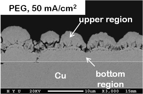 전류 밀도 50 mA/cm2에서 1시간동안 도금된 Cu-Zn 도금층의 단면 SEM 사진.(PEG:0.3g/l)