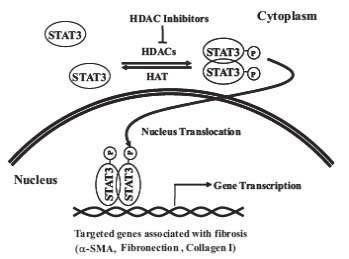 STAT3는 HDACs에 의해 phosphorylation이 된 후 dimer를 형성하여 핵 안으로 이동하여 tissue fibrosis와 관련된 target gene의 transcription을 조절함.