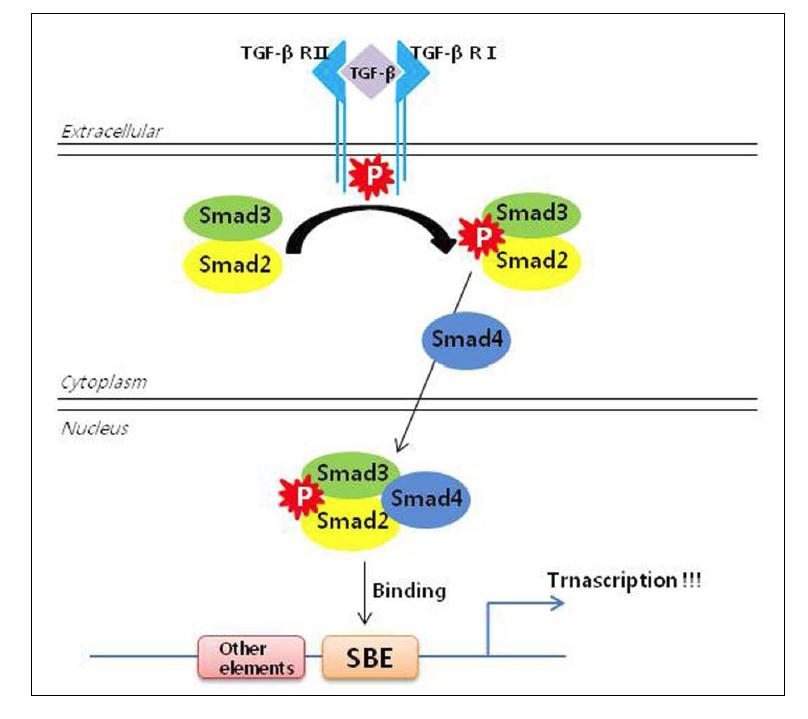 TGF-β/SMAD signaling.