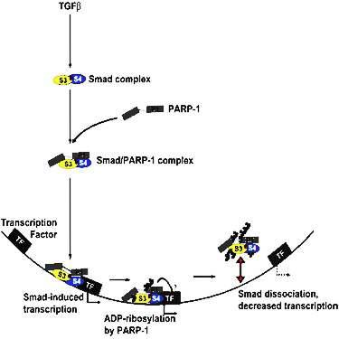 Mechanisms of PARP-1 in TGF-β/Smad pathway