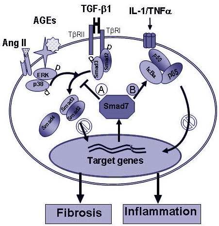 Mechanisms of Smad7 in anti-fibrosis and inflammation