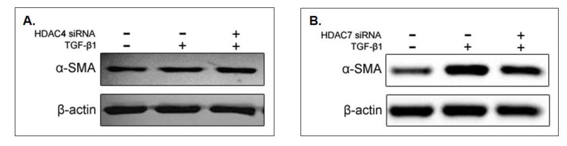 음경만곡증 환자의 섬유화병변에서 분리된 섬유모세포에 HDAC4 또는 HDAC7 siRNA 처리 후, HDAC4 또는 HDAC7의 knockdown을 유도함. HDAC4 siRNA 투여 후 α-SMA protein 발현이 변화가 없음 (A). HDAC7 siRNA 투여 후에는 α-SMA protein 발현이 약간 감소하는 양상을 보임 (B).