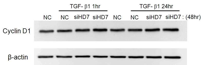 음경만곡증 환자의 섬유화병변에서 분리된 섬유모세포에 HDAC7 siRNA 처리 후, HDAC7의 knockdown을 유도함. HDAC7 siRNA 투여 후 positive cell cycle regulator인 cyclin D1의 발현은 변화가 없음.