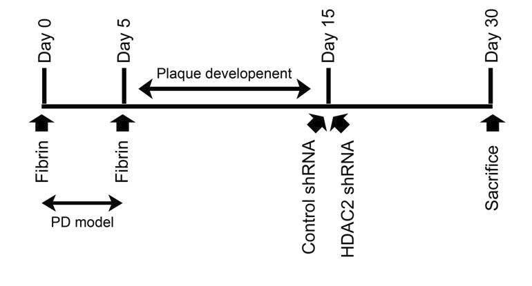 실험 protocol. 수컷 흰쥐의 음경백막에 5일 간격으로 2회에 걸쳐 human fibrin과 thrombin 용액 (각각 100 μl)을 주입함. 처음 주입 후 15일째 아데노바이러스가 포함된 shRNA를 주입을 한 후, 30일째 음경 조직을 적출 후 면역조직화학염색을 실시함.