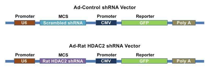 shRNA 구성. Control shRNA 및 HDAC2 shRNA는 공통적으로 Ad_MAXTM shuttle vector에 promoter부분에 U6를, reporter부분에 GFP를 insertion 함. HDAC2 shRNA는 rat HDAC2 (Gene ID: 84577, rat histone deacetylase 2)를 넣어서 제작함.