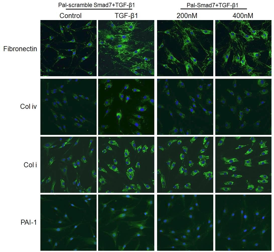 음경만곡증 환자의 섬유화 병변에서 분리된 섬유모세포에서 Pal-Smad7 처리 후, TGF-β1에 의한 fibronectin, collagen IV, PAI-1의 합성 증가를 억제함. 그러나 collagen I의 발현은 뚜렷한 감소 효과를 보이지 않음.