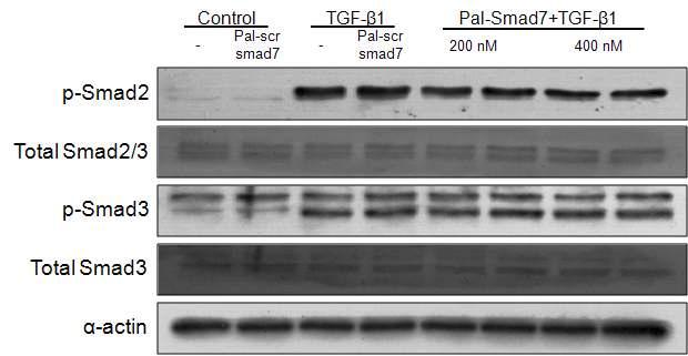 TGF-β1 처리 후 Smad2 및 Smad3의 인산화 (phosphorylation)가 유도됨. Pal-Smad7이 TGF-β1 신호전달에 의한 Smad2의 인산화를 현저하게 억제하였고, Smad3의 인산화도 경미하게 억제함