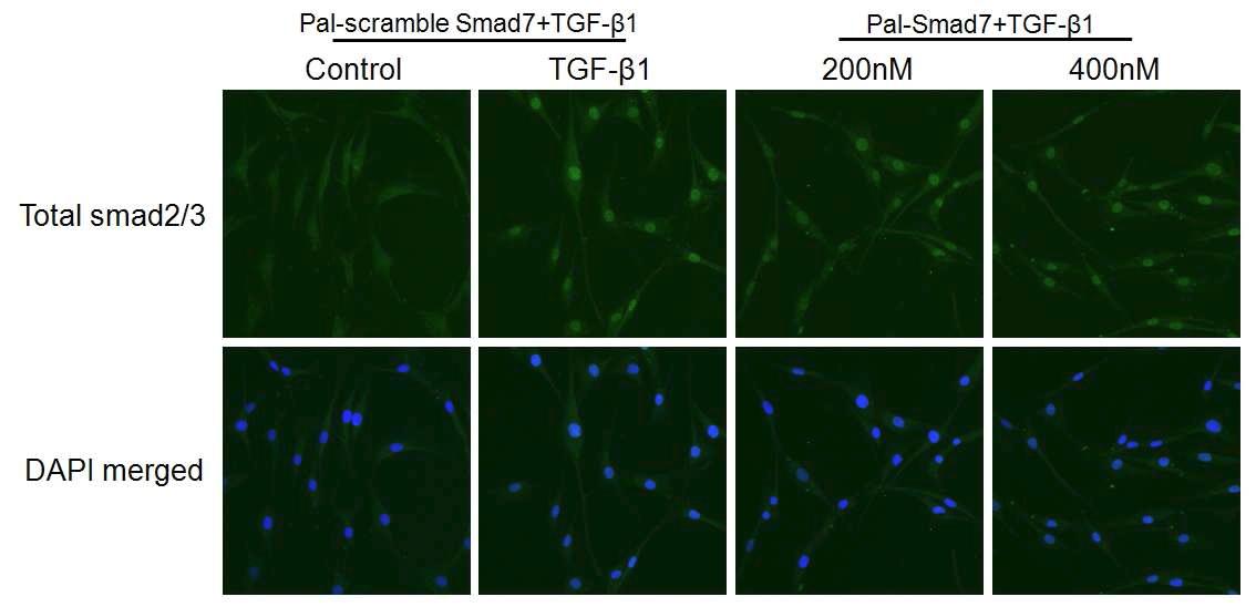 TGF-β1 처리 후 Smad2/3의 nuclear translocation이 일어남. Pal-Smad7이 TGF-β1 신호전달에 의한 Smad2/3의 nuclear translocation을 완전히 억제하지는 못하고 부분적으로 억제함.