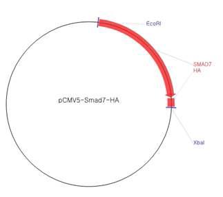 Human Smad7 유전자(NM_005904)가 포함된 재조합 plasmid 구조.