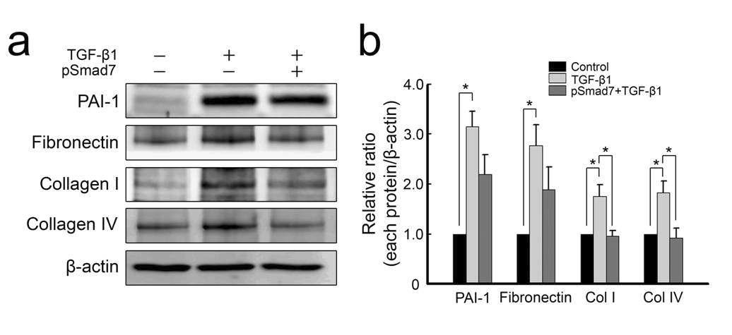 TGF-β1 처리 후 ECM protein 발현이 현저하게 증가함. Smad7을 형질주입한 군에서 ECM protein인 PAI-1, fibronectin, collagen I, collagen IV가 전체적으로 현저하게 감소함.