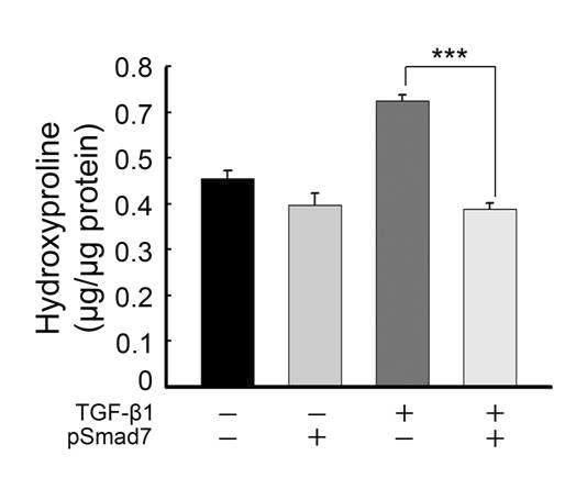 TGF-β1 처리 후 total collagen 양이 대조군에 비해 현저하게 증가함. Smad7을 형질주입한 군에서 배지 내로 배출된 total collagen 양이 현저하게 감소함을 정량적으로 확인함.