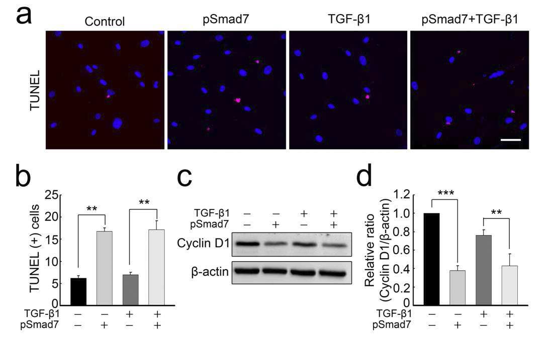 Smad7 plasmid를 형질주입하여 과발현 시킨 군에선 대조군에 비해 세포사멸이 유도되었고(a,b), 양성 세포주기 조절자인 Cyclin D1의 발현이 감소함으로써 fibroblast의 세포 증식을 억제함(c,d).