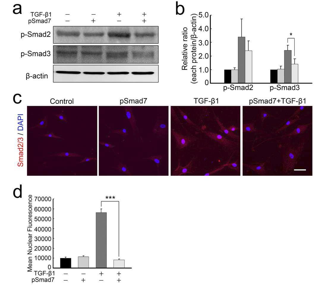 TGF-β1 처리 후 Smad2/3의 phosphorylation이 증가하였으나, Smad7에 의해 phosphorylation이 감소됨을 확인하였고(a,b), Smad2/3의 핵안으로의 이동 역시 차단됨(c,d).