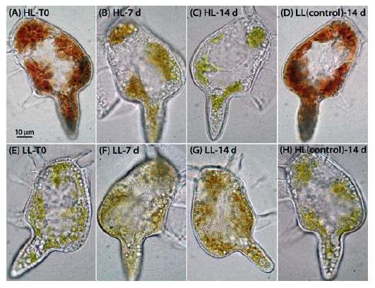 먹이(혼합영양성 섬모류 Mesodinium rubrum) 공급 중단시 디노피시스 색소체의 색깔에 대한 빛 조건의 영향. 저광량 (10 umol photons/m2/s)에서 초기에 먹이를 공급한 다음 중단시키고 고광량(160 umol photons/m2/s)으로 이동시킬 때 시간에 따라 적갈색에서 올리브색으로 변화하는 모습(A-C)과 대조군으로서 지속적으로 저광량에 노출시킬때의 세포 모습(D). 한달간 고광량에서 먹이공급없이 키운 디노피시스를 저광량으로 옮겼을 때 디노피시스 색소체가 초록색에서 약한 갈색으로 천천히 회복되는 모습(E-G)과 고광량에서 지속적으로 노출시켰을 때 대조군에서의 세포 모습(H).