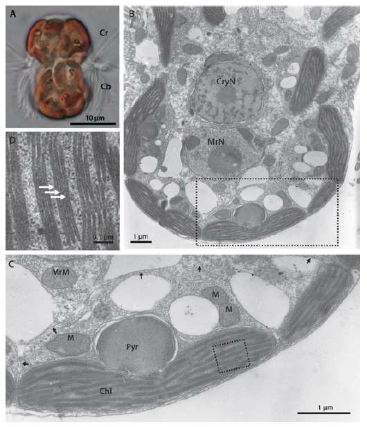 디노피시스의 색소체 연구를 위해 먹이로 사용된 섬모류 Mesodinium rubrum의 광학현미경 사진(A)과 투과전자현미경 사진(B-D). Mesodinium 내에서는 색소체의 특징이 측면의 피레노이드를 가지고 있으며(B, C) 3겹의 팁라코이드로 배열(D)되어 있는 점이 특징임.