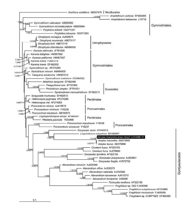 일시성 은편모류 기원 색소체를 갖는 또다른 모델 생물로서 실내 배양체로 확립하여 배양중인 와편모류 Amylax triacantha의 SSU rDNA에 기초한 계통수.
