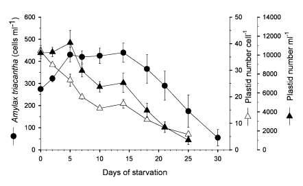 먹이인 섬모류 Mesodinium rubrum의 공급을 중단시에 생존동안 와편모류 Amylax triacantha의 세포수와 세포당 또는 부피당 색소체 개수의 변화.