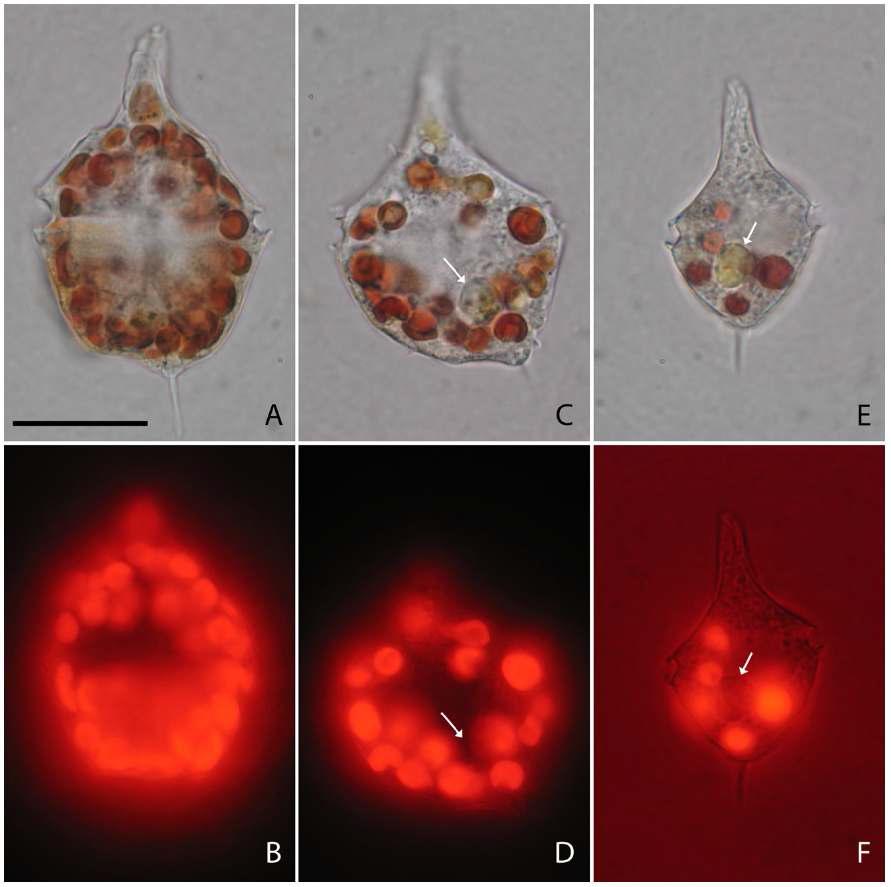 먹이공급이 없는 생존기간 동안 Amylax triacantha 세포내 색소체 변화. (A & B) 실험시작(T0), (C & D) 14일 경과, (E & F) 25일 경과시. 화살표는 오렌지 형광을 띄지 않는 노쇠한 색소체를 가리킴