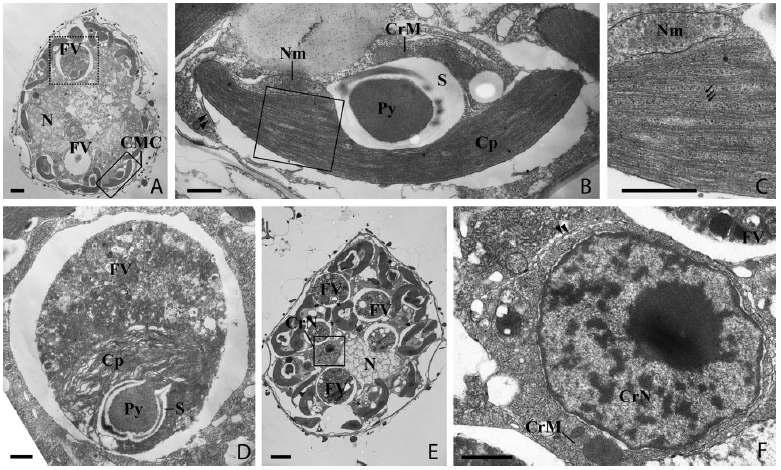 먹이생물인 섬모류 Mesodinium rubrum을 섭식한 후 와편모류 Amylax triacantha의 초미세구조. 세포내에 은편모류 기원의 여러 개가 존재하는 CMC(chloroplast-mitochondria complexes)를 확대하여 관찰해 보면(A-C), CMC 구조가 2개의 막으로 둘러싸여 있으며 2겹의 틸라코이드로 된 색소체임을 확인 할 수 있다. 한편, 식포내에는 노쇠한 색소체가 소화되어가는 과정에 있는 것으로 보이는 느슨하고 부풀어 오른 틸라코이드와 피레노이드가 관찰된다(D), 또다른 세포의 초미세구조에서는 은편모류 기원의 핵이 와편모류의 세포질내에 2개의 막으로 둘러싸여 있는 모습을 관찰 할 수 있다(E & F).