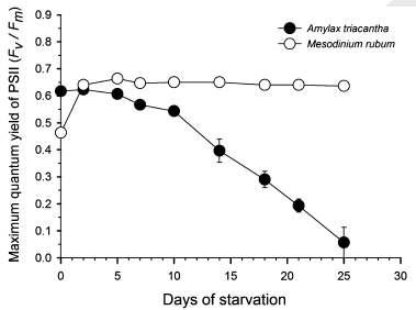 먹이 공급을 중단한 후 시간에 따라 와편모류 Amylax triacantha와 그의 먹이인 Mesodinium rubrum의 maximum quantum yield of PSII 변화. 먹이정한 반면, 와편모류에서는 점차적으로 감소하는 경향을 나타냄.