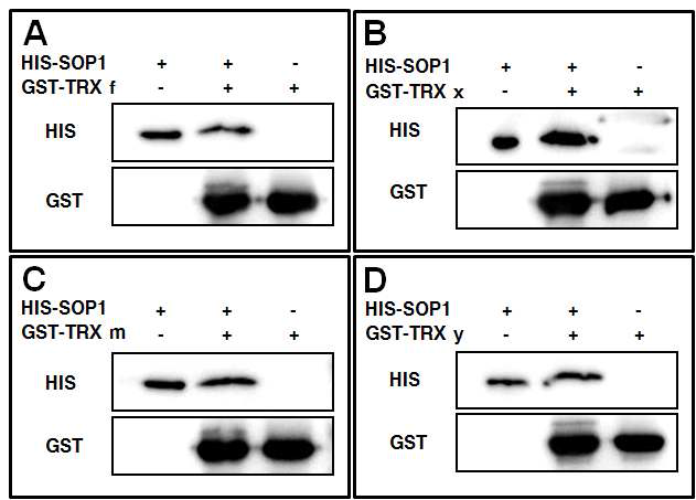 Pull-down assay. (A) Thioredoxin f와의 상호작용. (B) Thioredoxin x와의 상호작용. (C) Thioredoxin m와의 상호작용. (B) Thioredoxin y와의 상호작용.