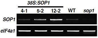 SOP1의 과발현체 및 knock-out 라인의 mRNA level.
