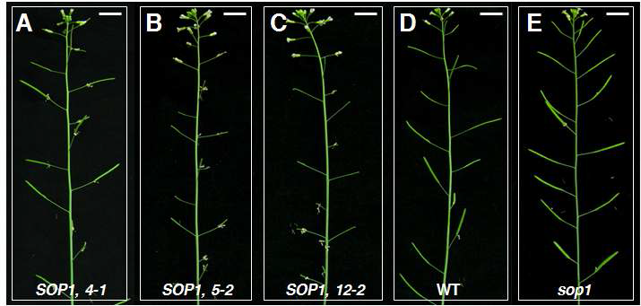 SOP1의 과발현체 및 knock-out 라인의 표현형 분석. (A) 35S:SOP1, 4-1. (B) 35S:SOP1, 5-2. (C) 35S:SOP1, 12-2. (D) Wild type. (E) sop1.