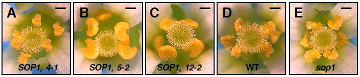 SOP1의 과발현체 및 knock-out 라인의 해부 현미경 관찰. (A) 35S:SOP1, 4-1. (B) 35S:SOP1, 5-2. (C) 35S:SOP1, 12-2. (D) Wild type. (E) sop1.