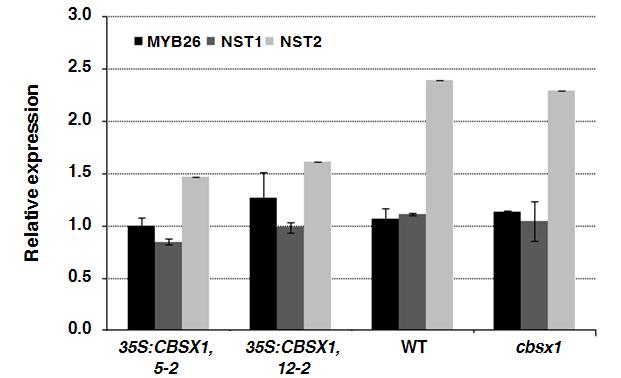 MYB26, NST1 그리고 NST2의 발현 양상 분석.