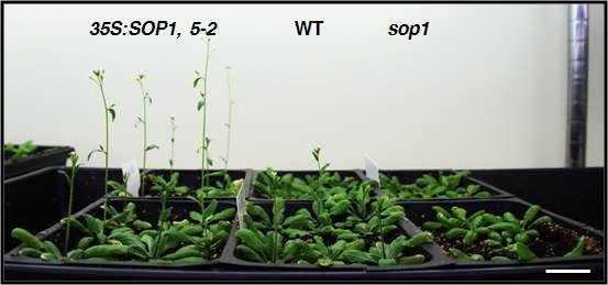 35S:SOP1, wild-type 그리고 sop1의 growth 표현형 분석.