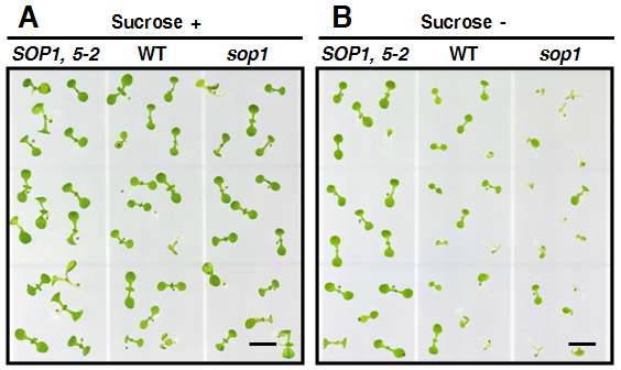 Sucrose 유무에 따른 35S:SOP1, wild-type 그리고 sop1의 growth 표현형 분석. (A) Sucrose 배지에서의 생장. (B) Sucrose가 없는 배지에서의 생장.