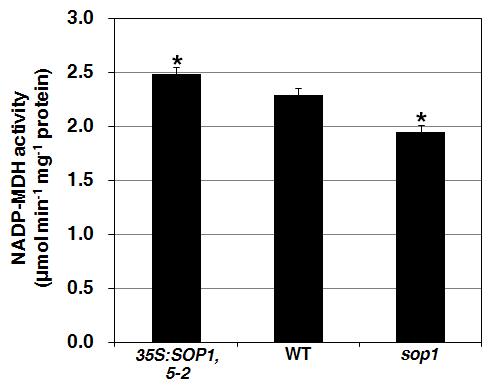 NADP-MDH activity assay.