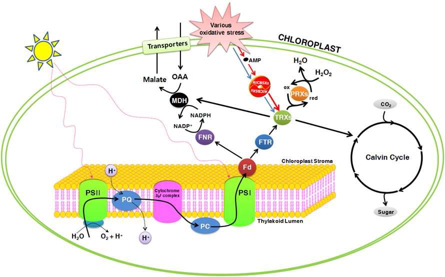 SOP1의 Schematic diagram