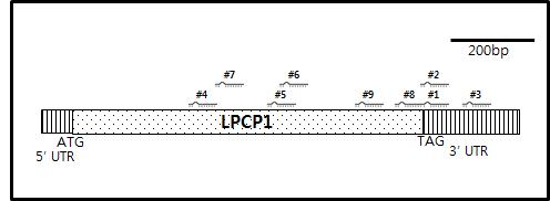 LPCP1 유전자 및 artificial microRNA 모식도.