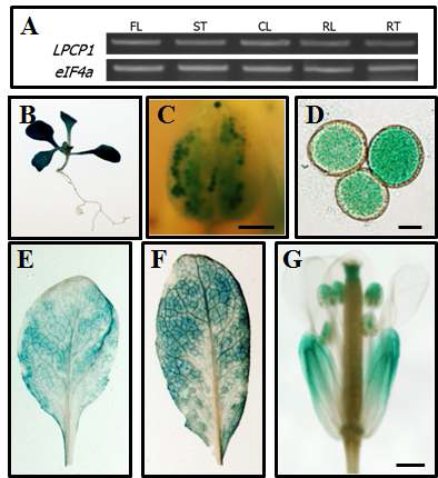 LPCP1의 조직별 발현양상 확인. (A) RT-PCR. (B) seedling. (C) Anther. (D)Pollen grain. (E) Caulin leaf. (F) Rossette reaf. (G) Flower.