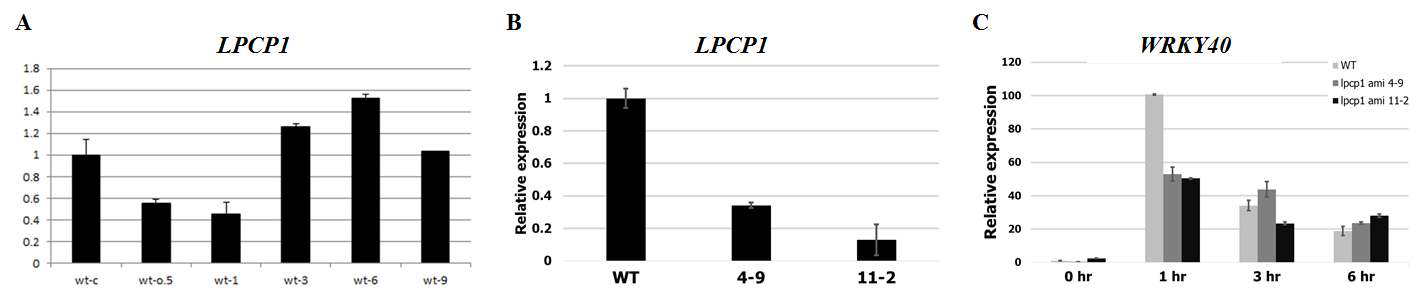 LPCP1의 산화적 스트레스에 대한 반응. (A) LPCP1의 산화적 스트레스 처리에 대한 반응. (B) LPCP1의 knock-down 라인들의 LPCP1 발현량 비교. (C) 야생형과 knock-down 라인들 사이의 WRKY40 유전자 발현량 비교.