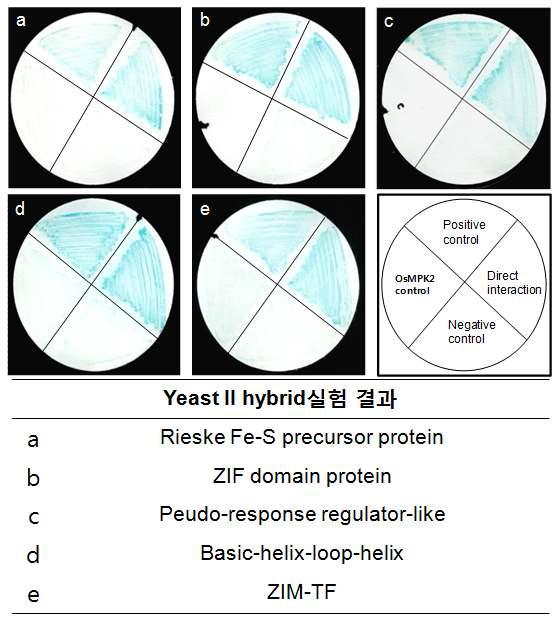 β-galactosidase filter lift assay와 yeast two-hybrid 결과.