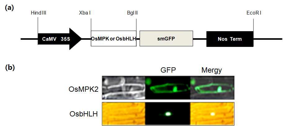 OsMPK2-GFP와 OsbHLH-GFP의 subcellular localization.