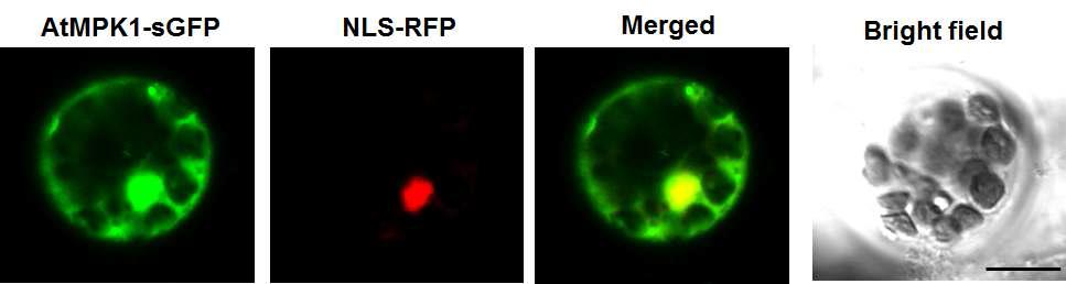 애기장대 원형질체에서의 AtMPK1 protein의 위치 확인.
