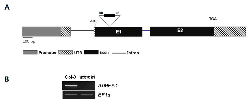 AtMPK1의 knock-out mutant의 모식도. (A) 유전자 내의 T-DNA 삽입 위치. (B) RT-PCR 결과.