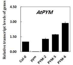 AtPYM 유전자의 knock-out 돌변이체와 과다발현체에서 PYM 유전자 발현.