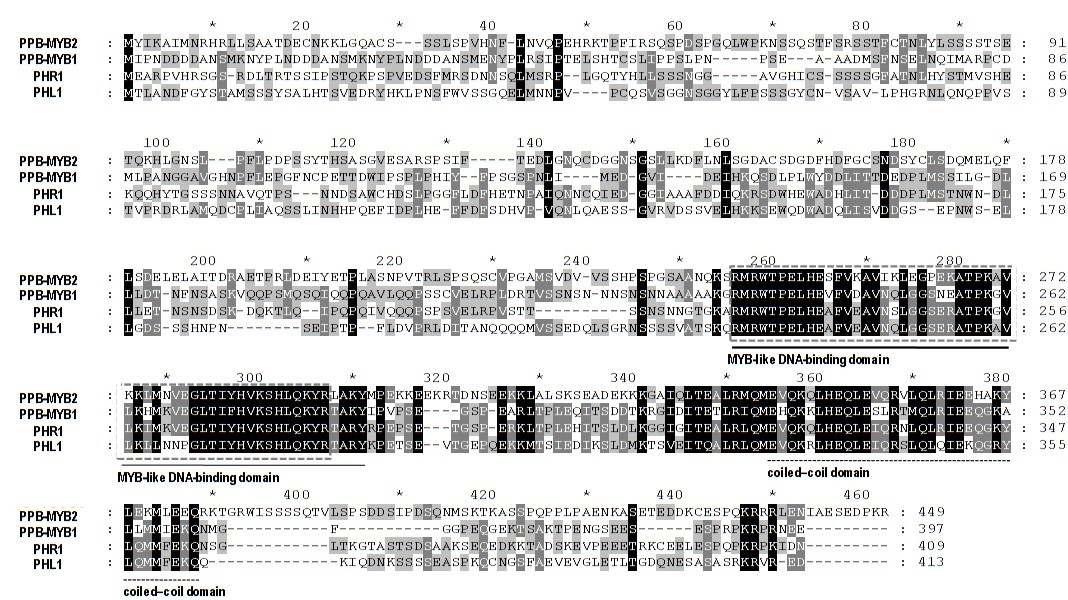 PPB-MYB1, PPB-MYB2과 MYB-CC 단백질의 아미노산 서열 유사성.