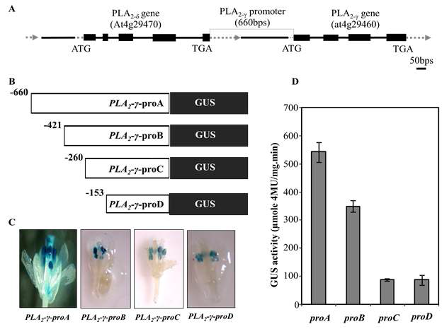 PLA2-γ 프로모터의 deletion series analysis. (A) PLA2-δ 유전자의 모식도. (B) PLA2-γ promoter의 deletion Series. (C) Flower에서의 PLA2-γ promoter deletion series의 GUS 활성 분석. (D) Deletion series들의 pollen에서의 GUS 발현량.