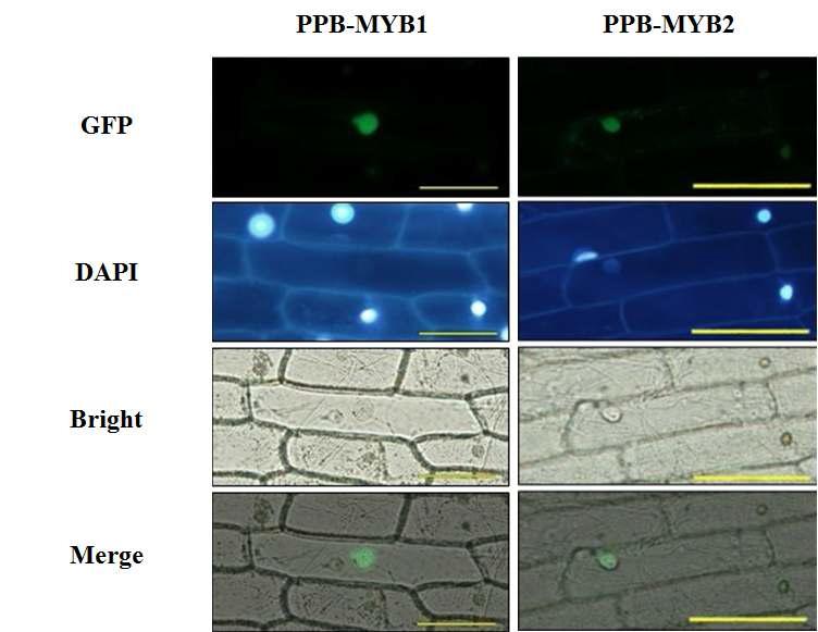 PPB-MYB1과 PPB-MYB2의 subcellular localizaton.