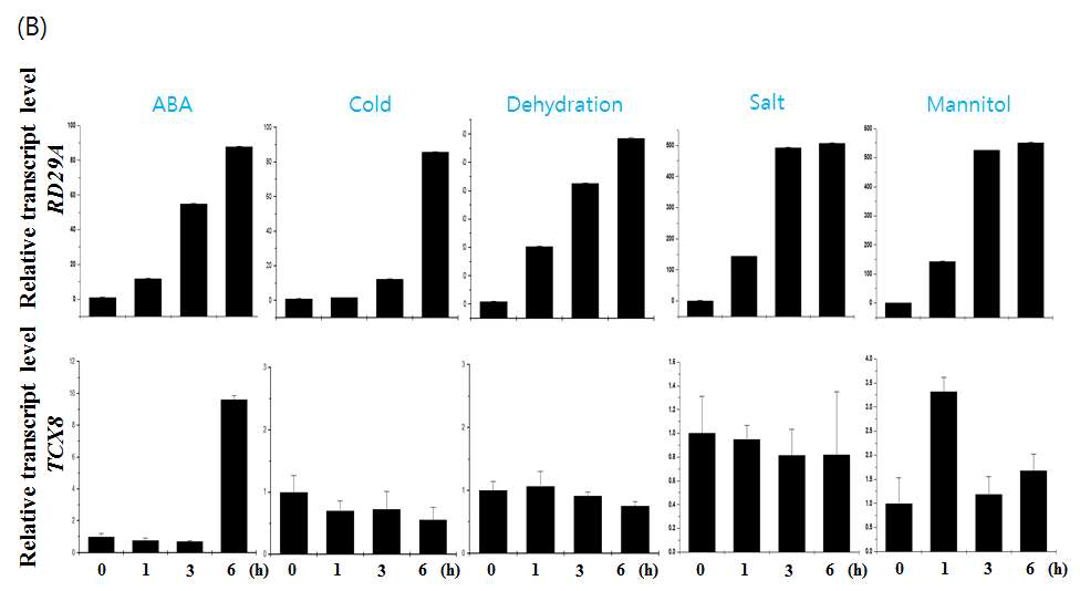 TCX8의 조직별 발현량 및 스트레스에 대한 반응. (A) 조직별 발현. (B) ABA, Cold, Dehydration, Salt, Mannitol stress에 대한 반응.